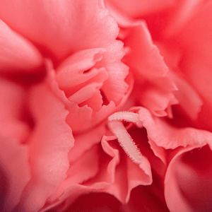 https://7099463.fs1.hubspotusercontent-na1.net/hubfs/7099463/1.%20Images/1.2%20Website/Scent%20Images/Olabloom.png
