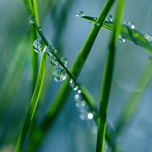 https://7099463.fs1.hubspotusercontent-na1.net/hubfs/7099463/1.%20Images/1.2%20Website/Scent%20Images/Revitalizing.png