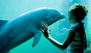 Child enjoying the experience at Dolfinarium