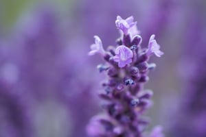 Lavendel (1)