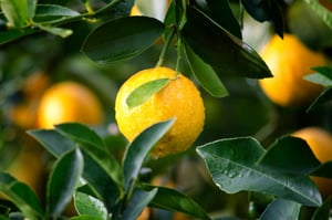 Yellow lemon with leafs