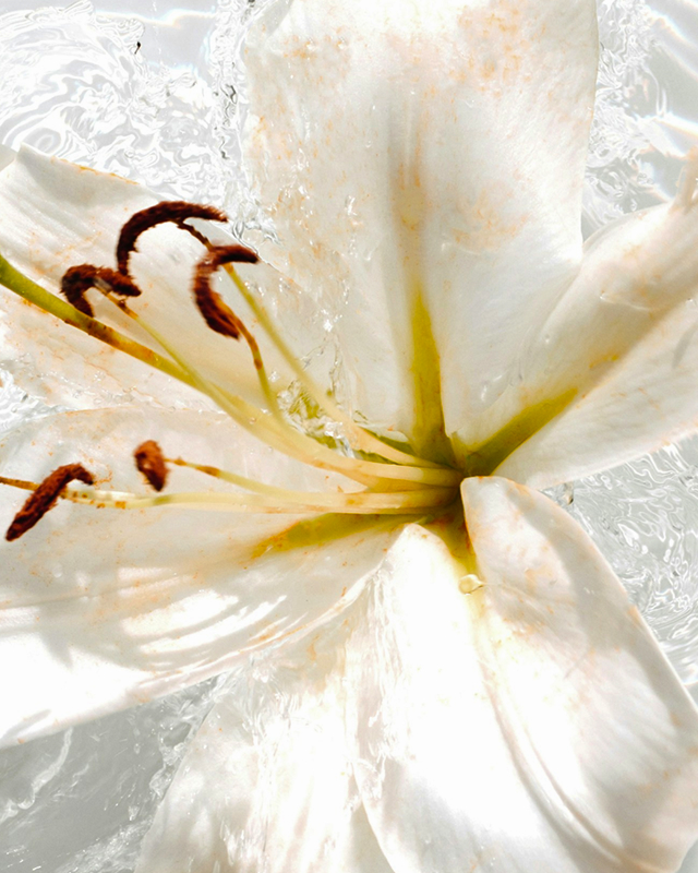 Jasmin-Duft, luxuriös und blumig für eine elegante Atmosphäre