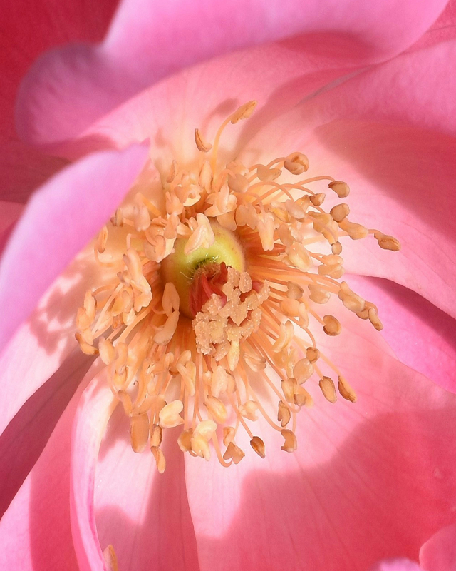 Geuringrediënt roos, subtiele bloemengeur